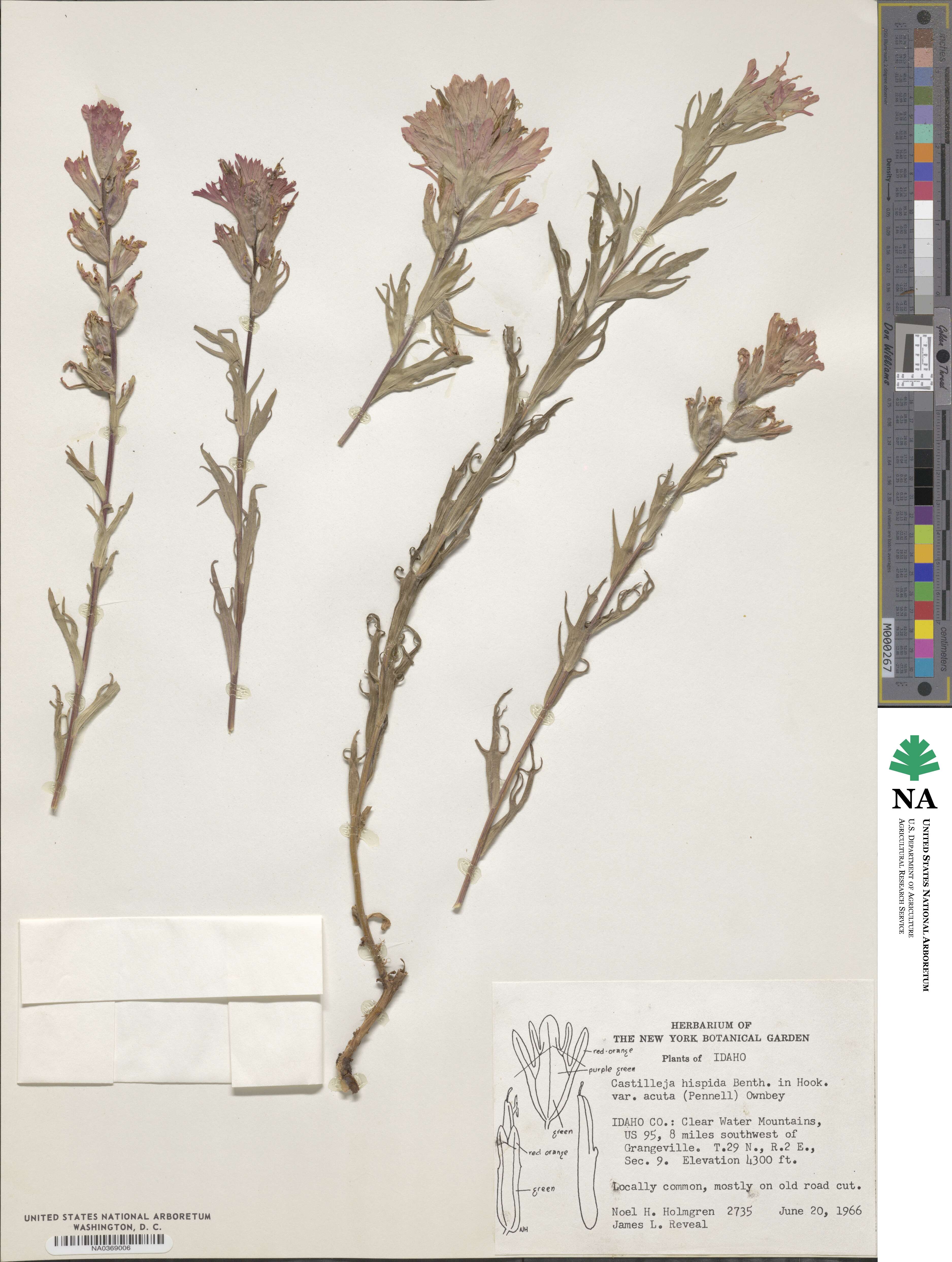 Castilleja hispida image