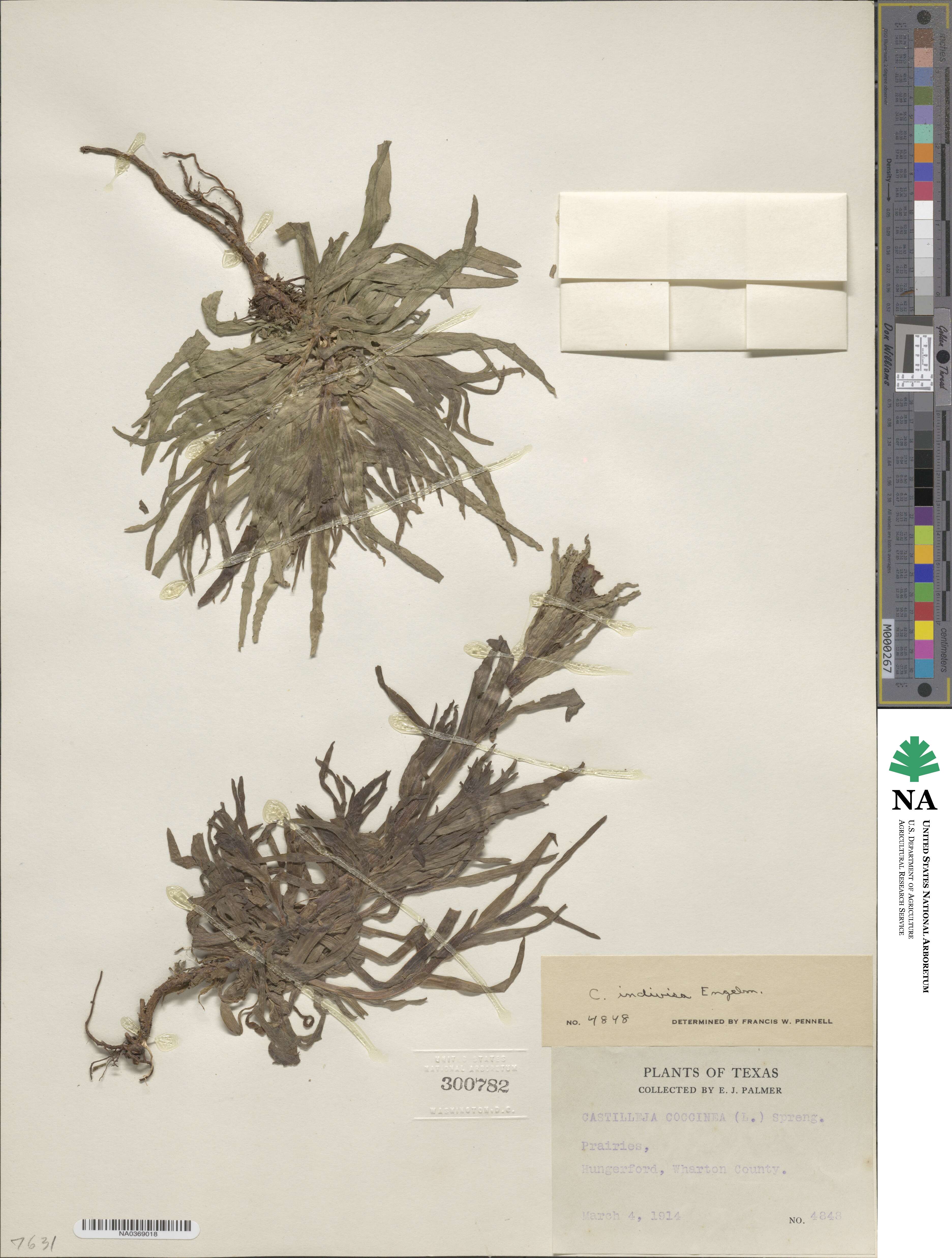 Castilleja indivisa image