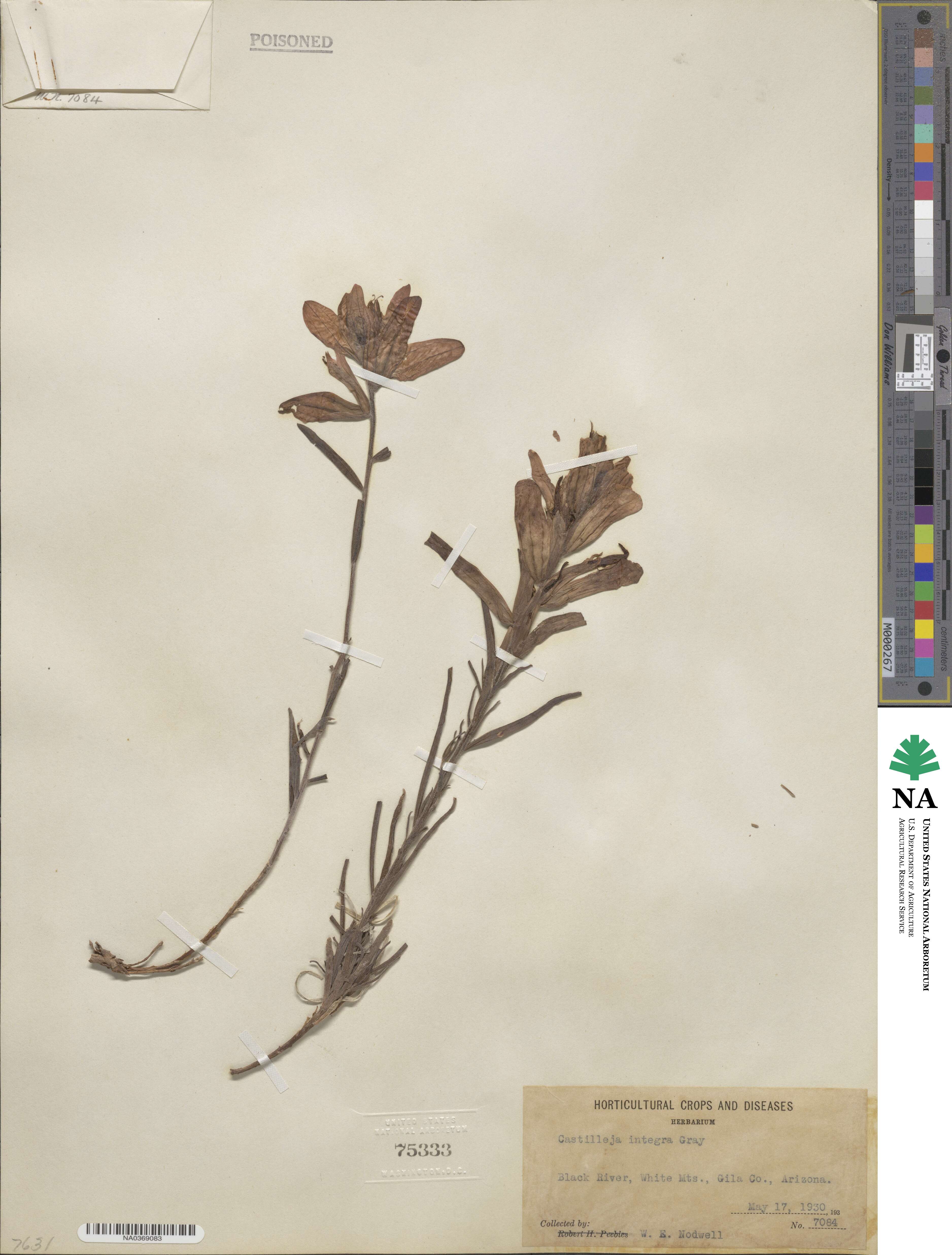 Castilleja integra image