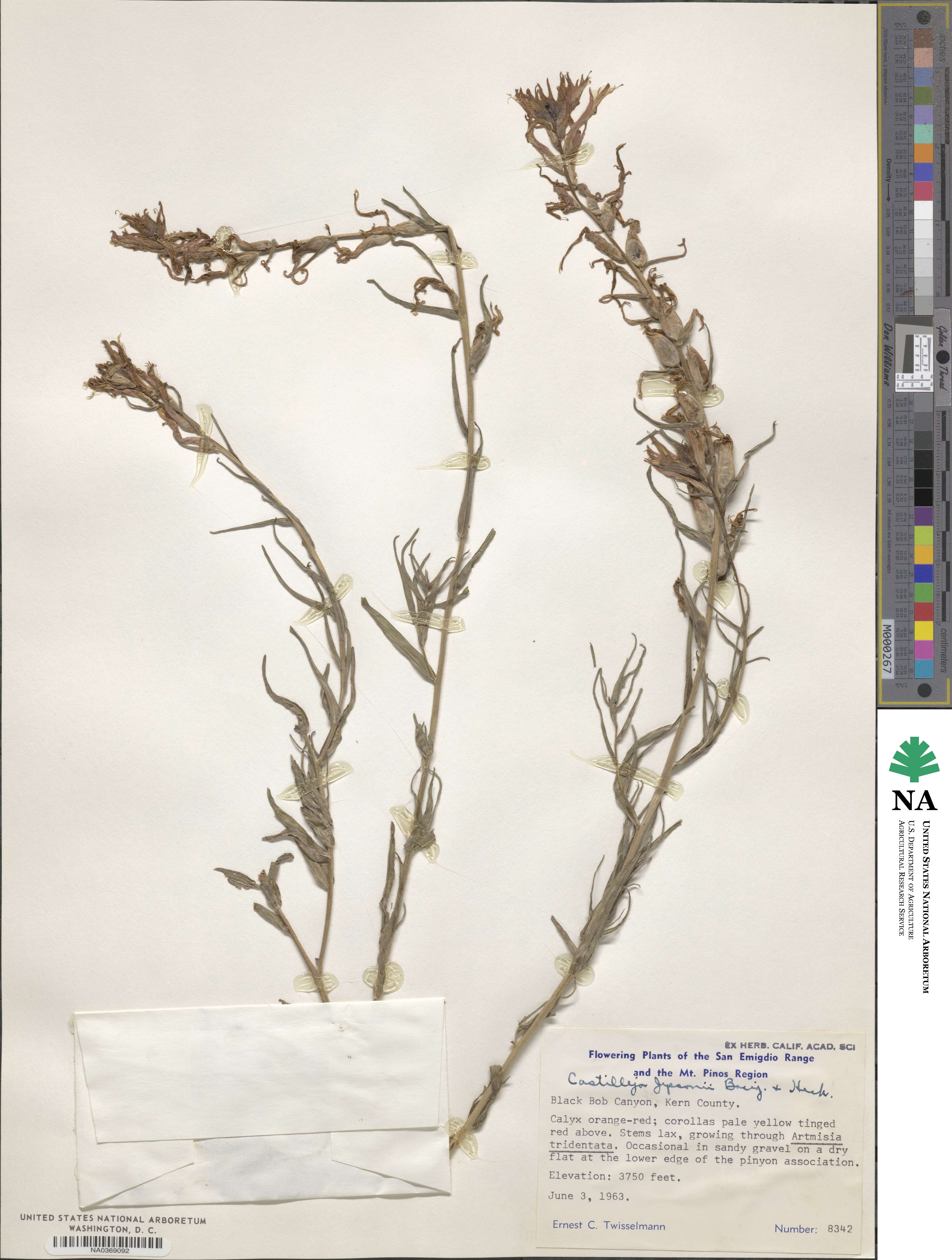 Castilleja subinclusa var. jepsonii image