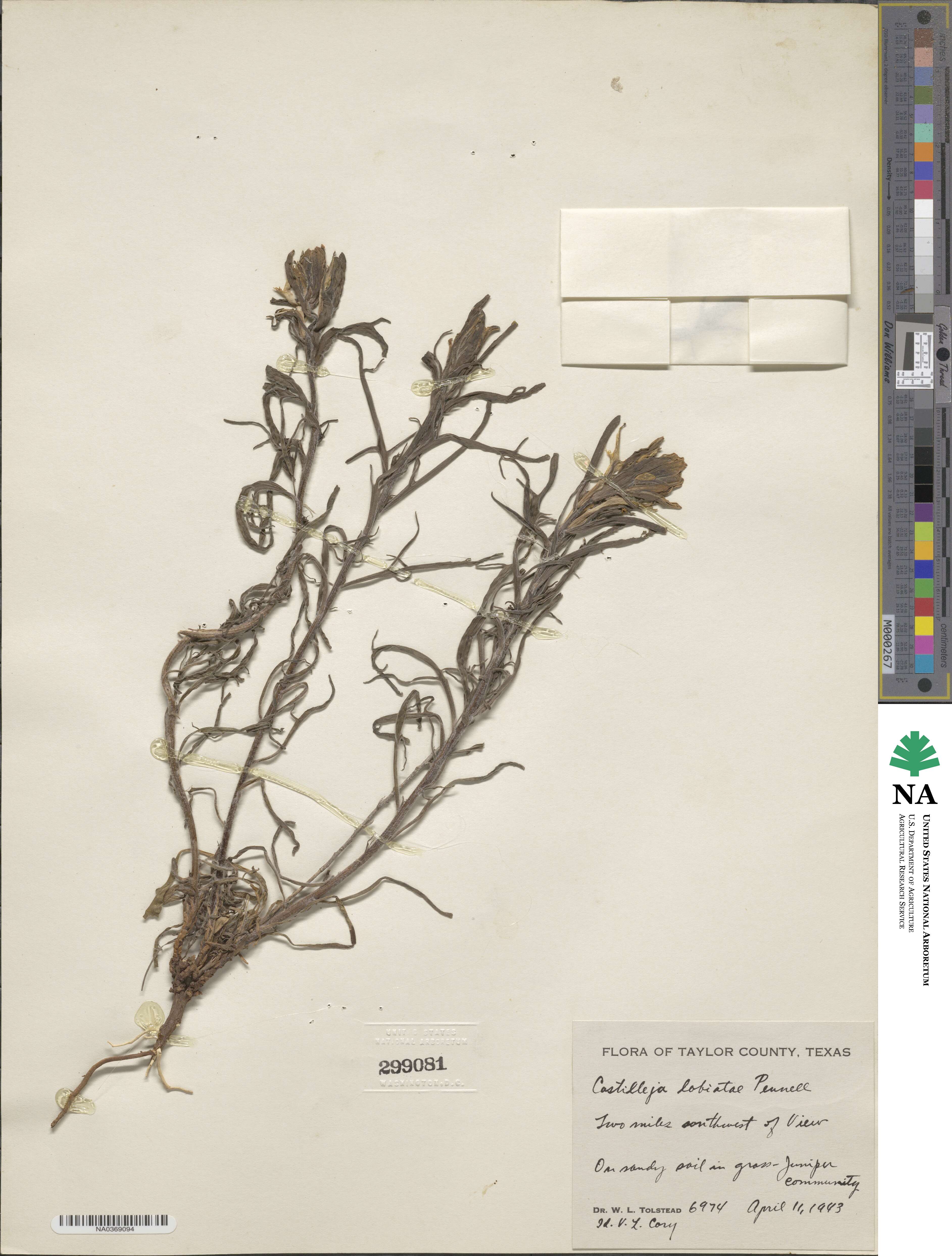 Castilleja citrina image