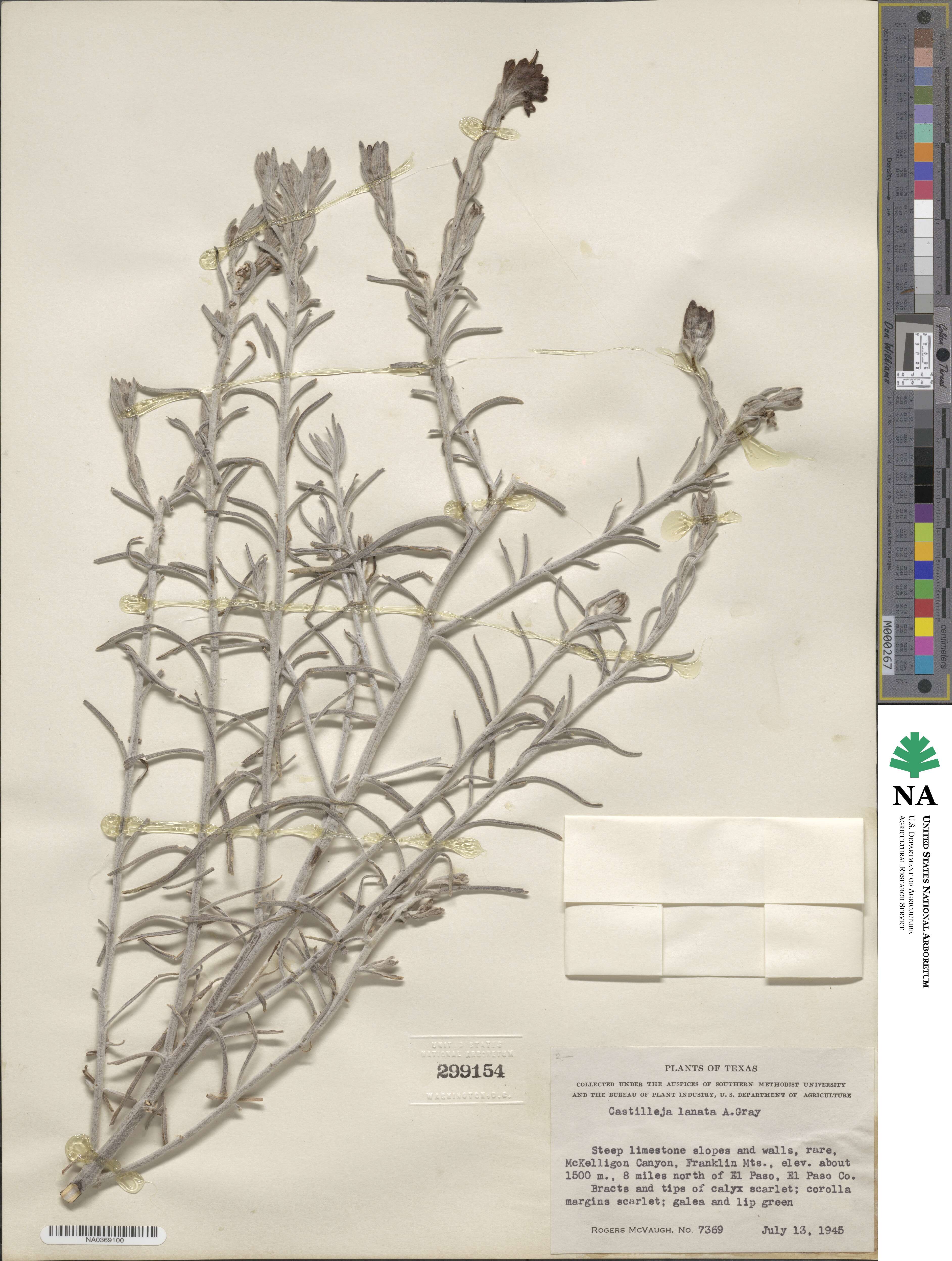 Castilleja lanata image
