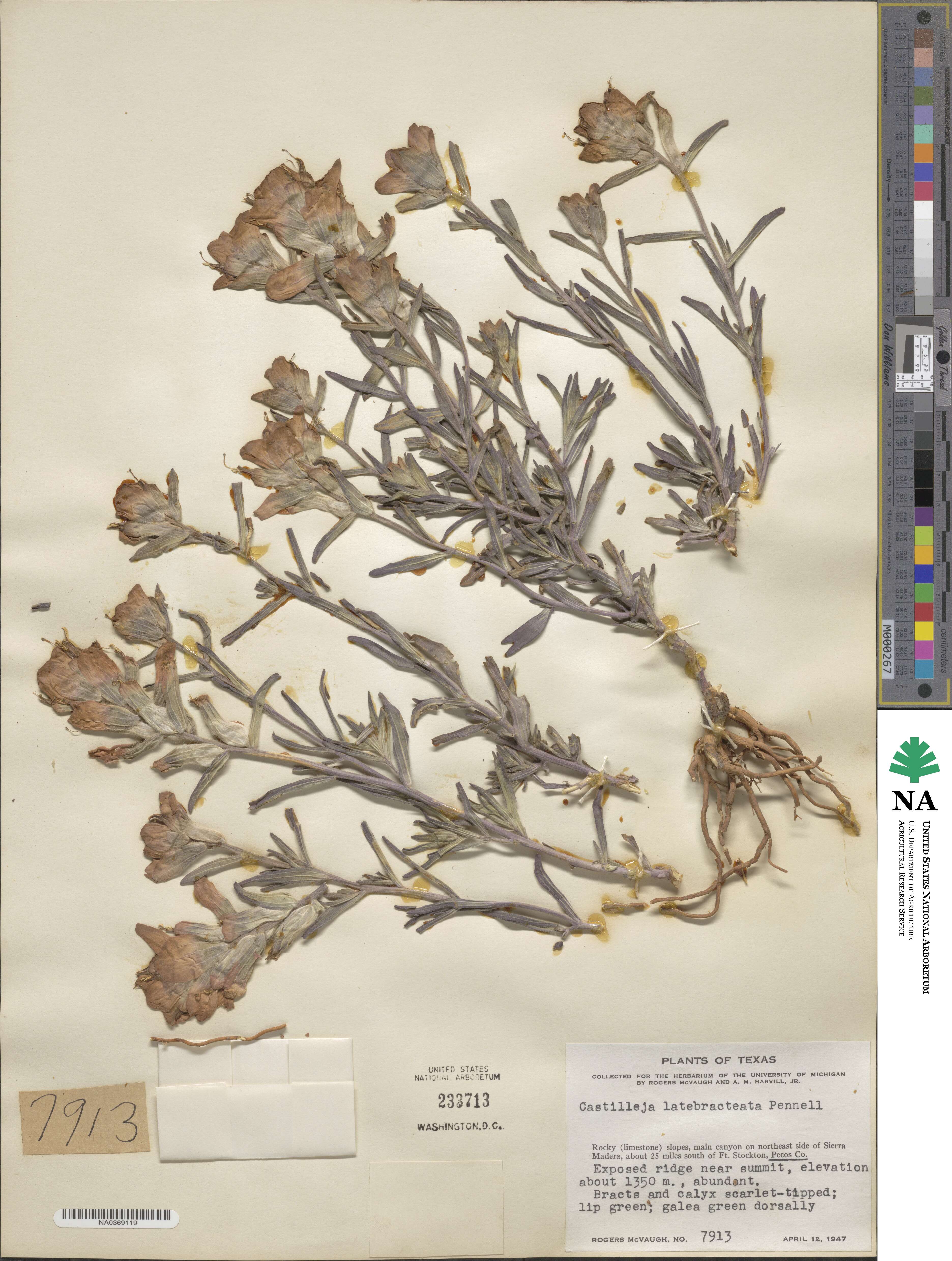 Castilleja rigida image