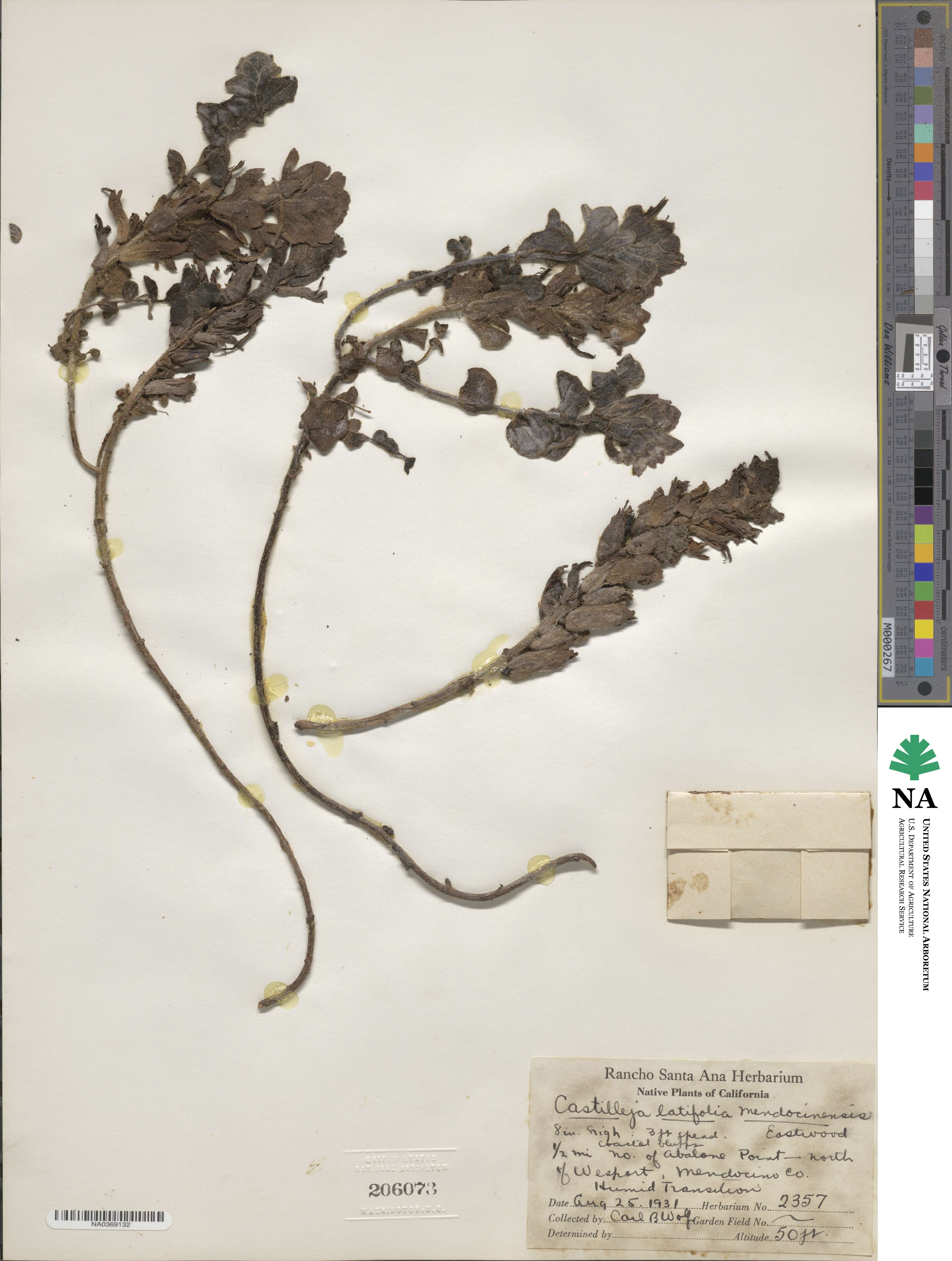 Castilleja mendocinensis image