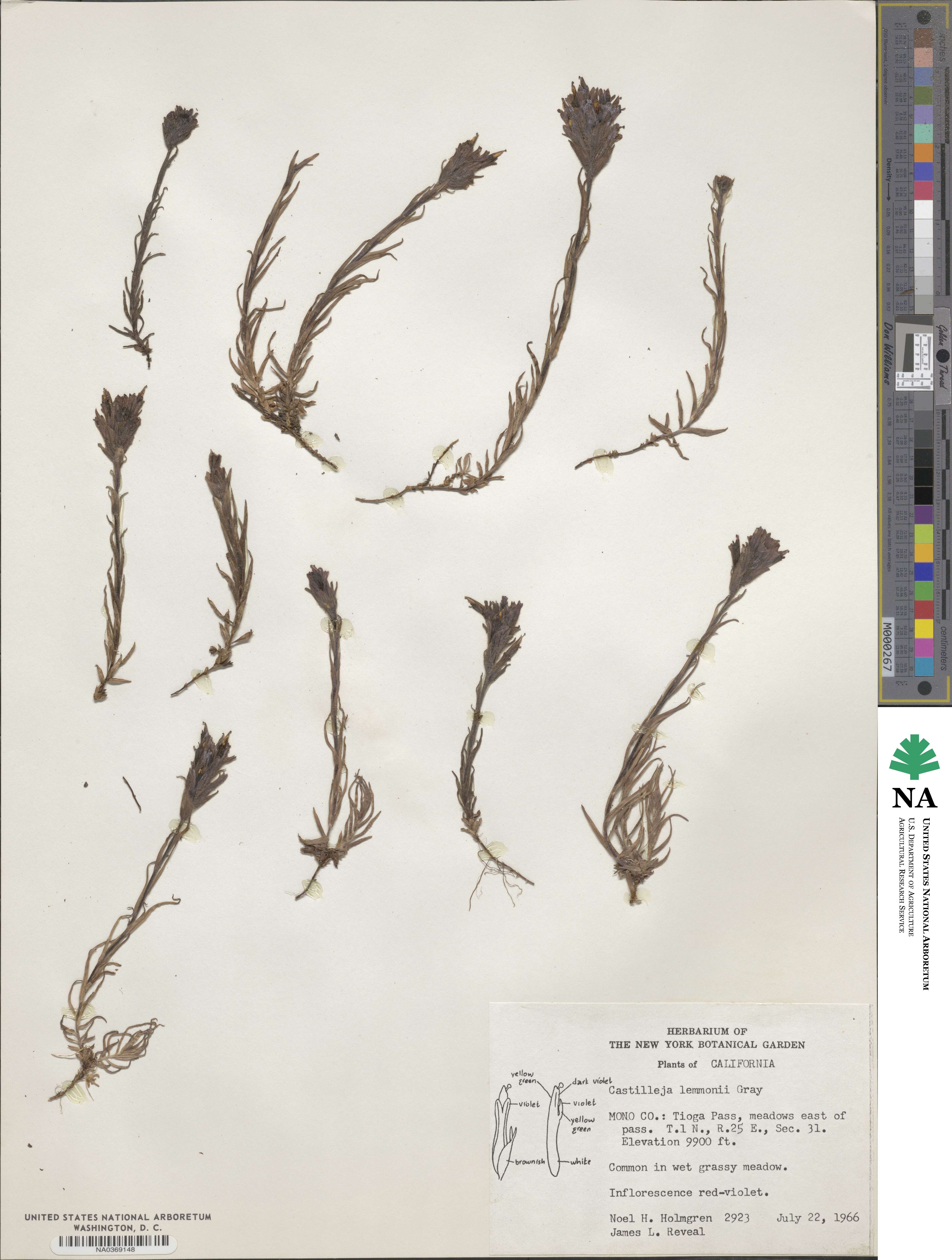Castilleja lemmonii image