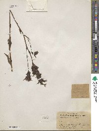 Castilleja lemmonii image
