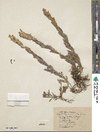 Image of Castilleja levisecta