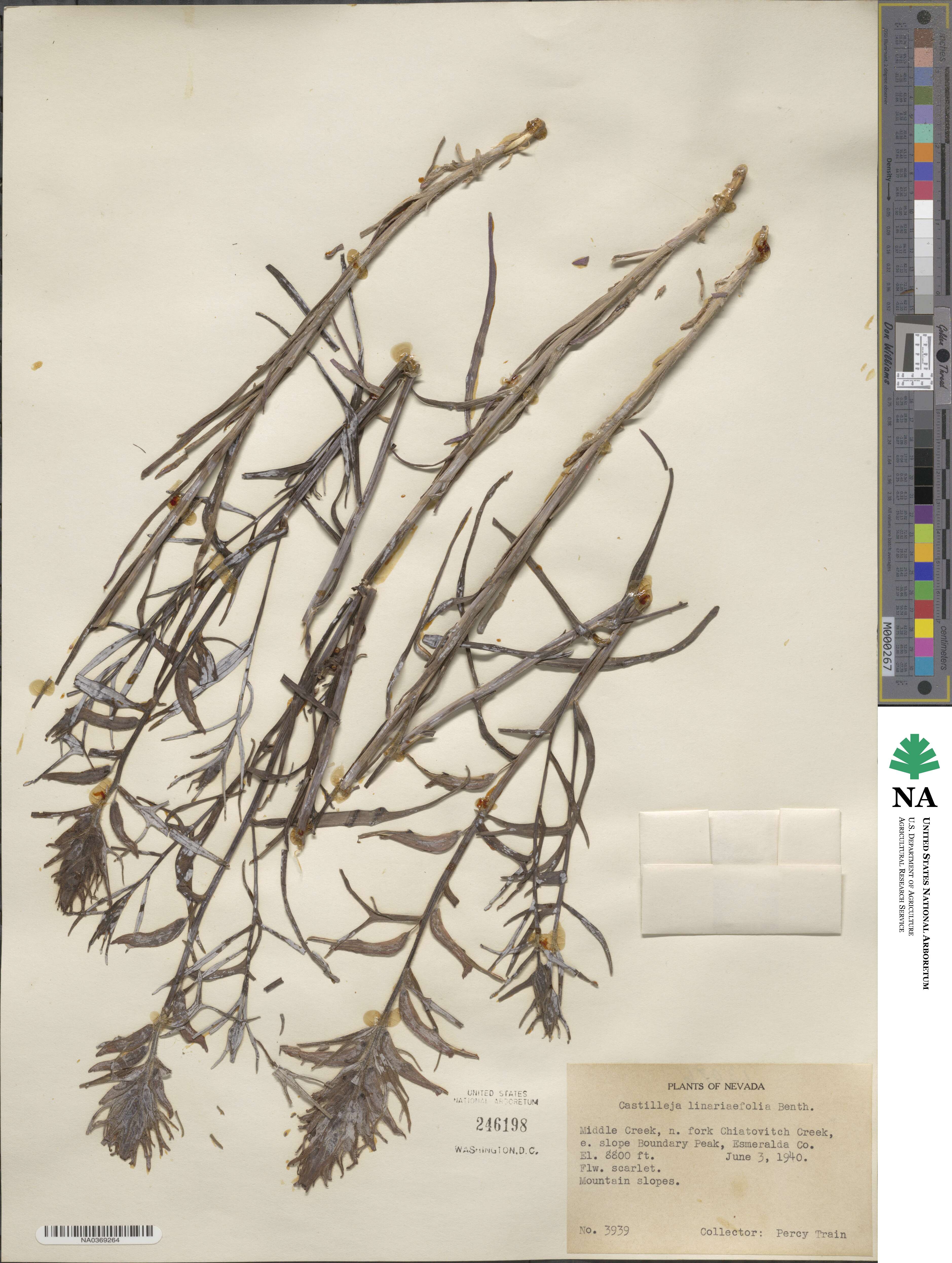 Castilleja linariifolia image