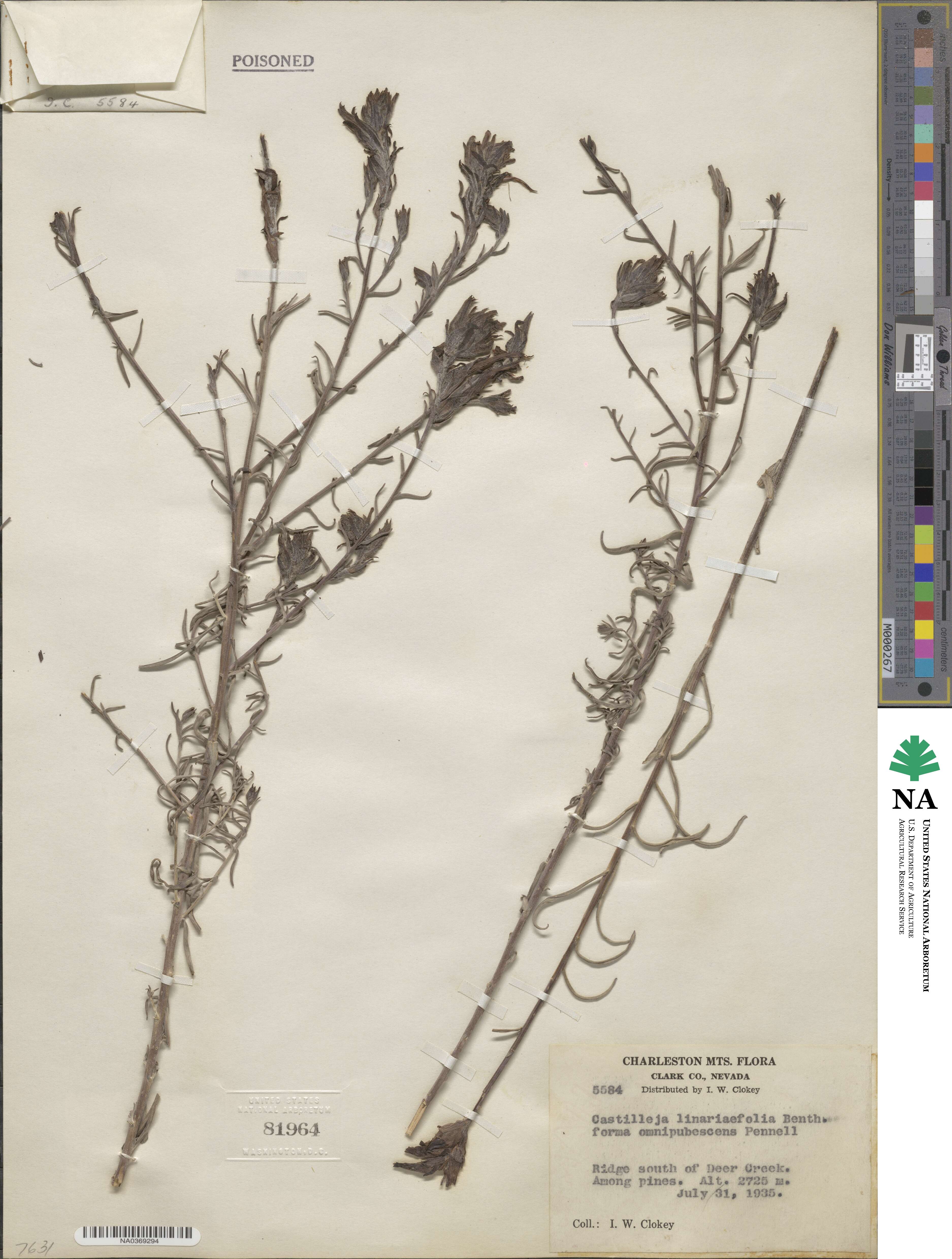 Castilleja linariifolia image