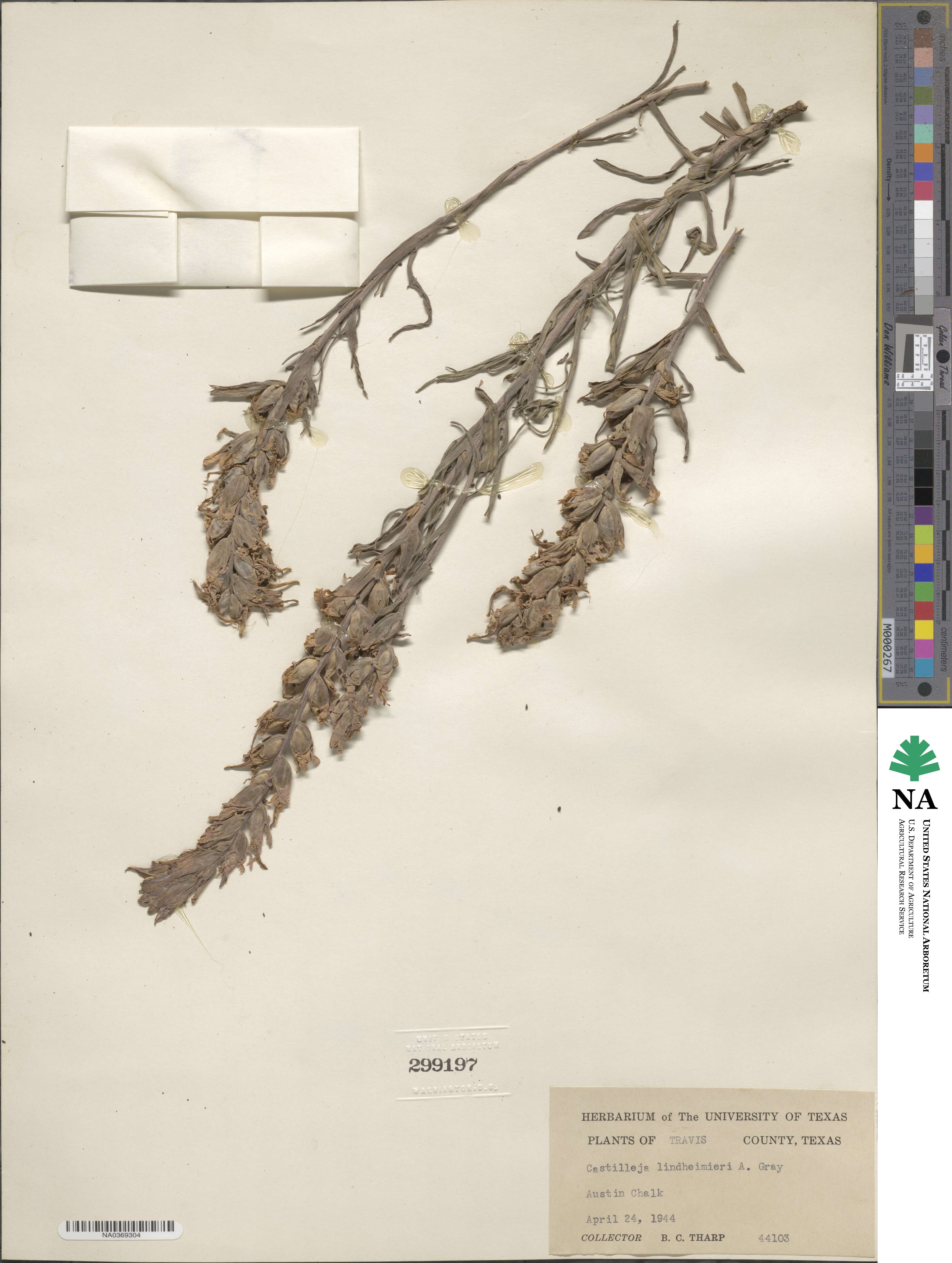 Castilleja lindheimeri image