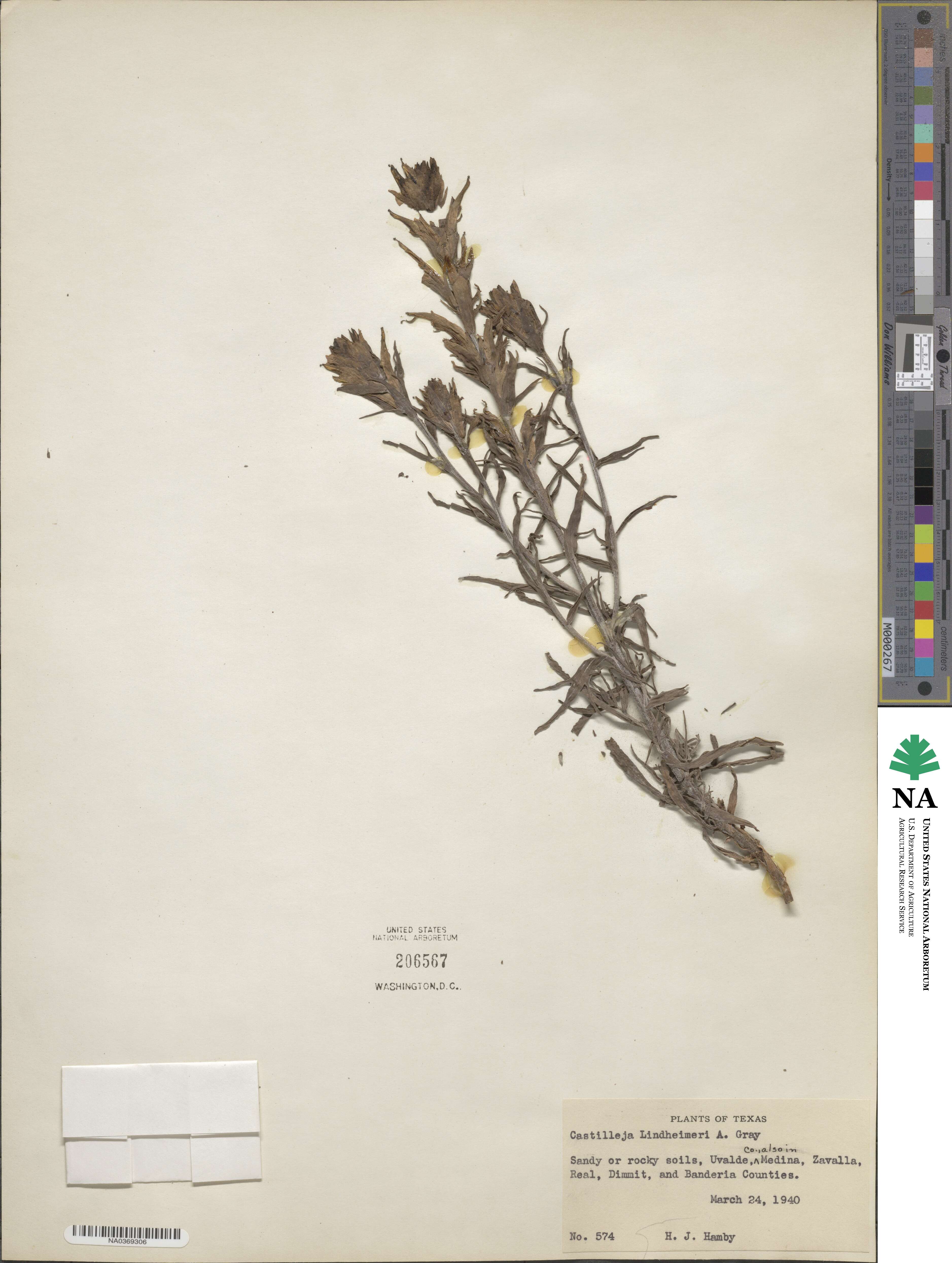 Castilleja lindheimeri image