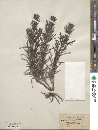 Castilleja lineata image