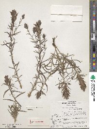 Castilleja flava image