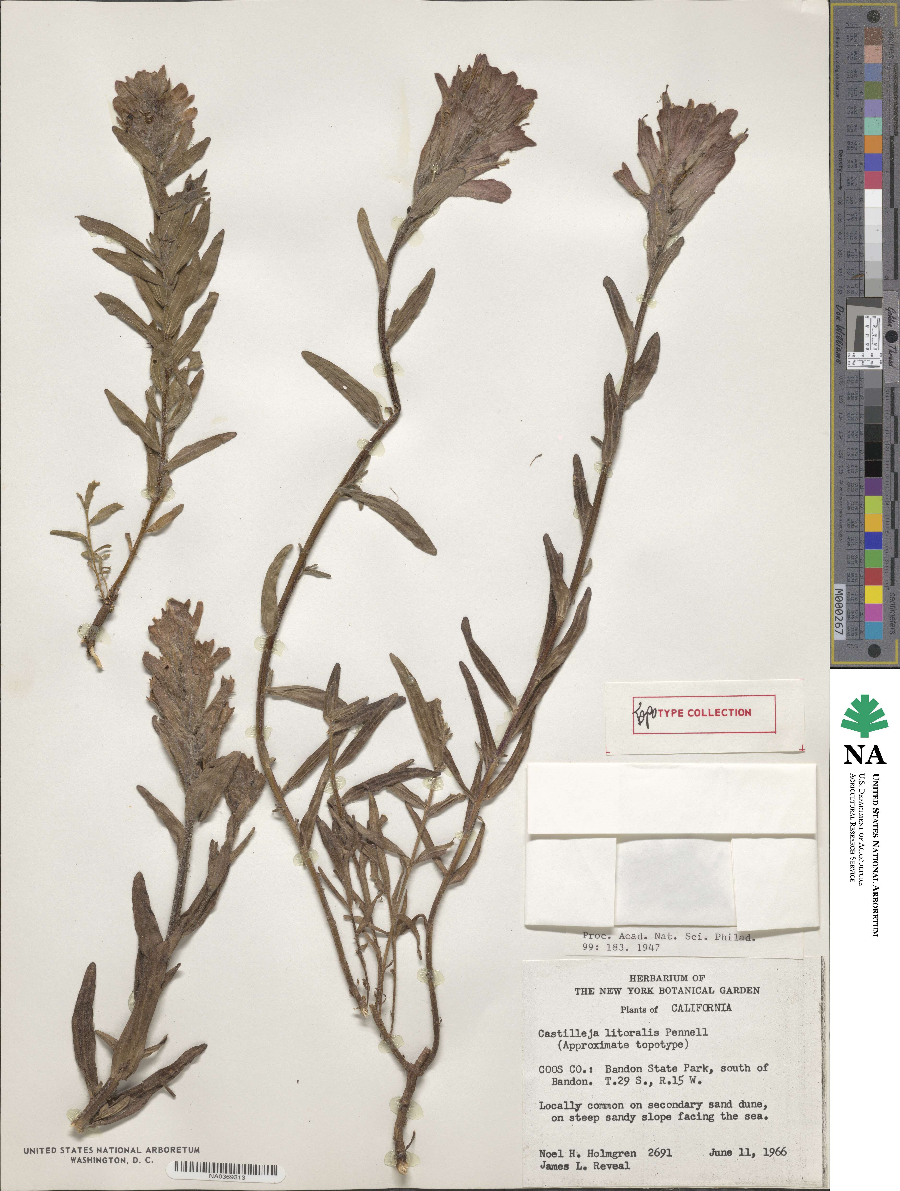 Castilleja litoralis image