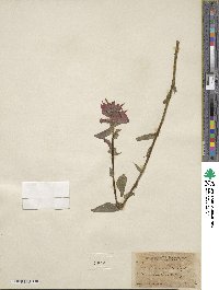 Castilleja miniata image