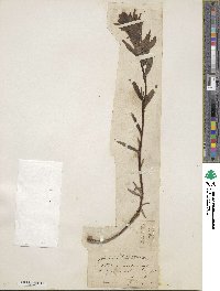 Castilleja miniata image