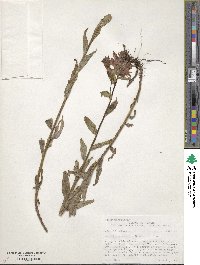 Castilleja miniata image