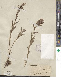 Castilleja miniata image