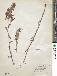 Castilleja miniata image