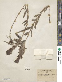 Castilleja miniata image
