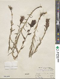 Castilleja miniata image