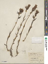Castilleja miniata image