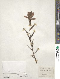 Castilleja miniata image