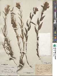 Castilleja miniata image