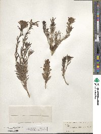 Castilleja miniata image