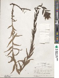 Castilleja miniata image