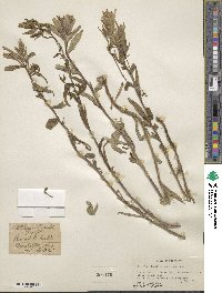 Castilleja miniata image