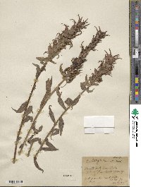 Castilleja miniata image
