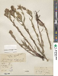 Castilleja miniata image