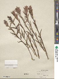 Castilleja miniata image
