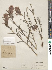 Castilleja miniata image