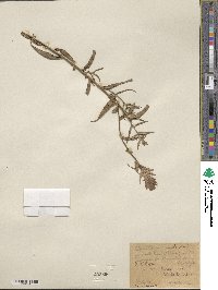 Castilleja miniata image