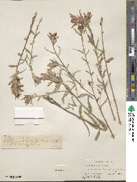 Castilleja miniata image