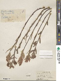 Castilleja miniata image