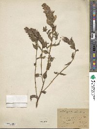 Castilleja miniata image