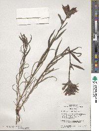 Castilleja miniata image