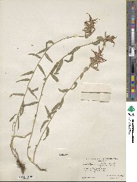 Castilleja miniata image