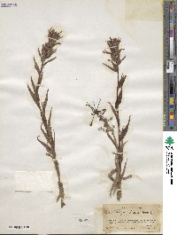 Castilleja miniata image