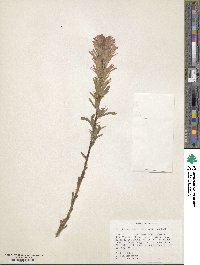 Castilleja miniata image
