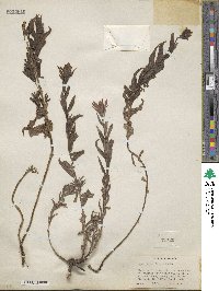Castilleja miniata image