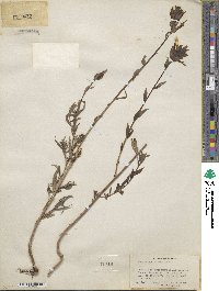 Castilleja miniata image