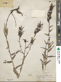 Castilleja miniata image