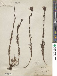 Castilleja miniata image