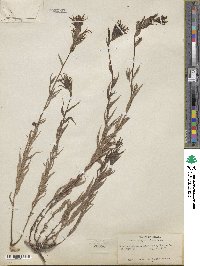 Castilleja miniata image