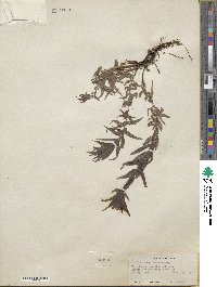 Castilleja miniata image