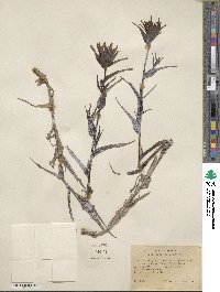 Castilleja miniata image